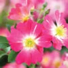 Pink Drift® Rose -Brighter Blooms Sales Pink Drift Rose BB 600x600 e1a0dda7 f432 40e9 a166 c6b7a2165513