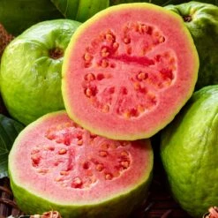 Tropical Pink Guava Tree 10 Tropical Pink Guava Tree -Brighter Blooms Sales Pink Guava 1