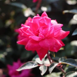 Double Pink Knock Out® Shrub -Brighter Blooms Sales Pink Knockout Shrub 2 BB