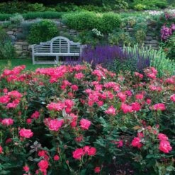 Double Pink Knock Out® Shrub -Brighter Blooms Sales Pink Knockout Shrub 6