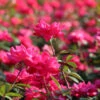 Double Pink Knock Out® Shrub -Brighter Blooms Sales Pink Knockout Shrub BB 600x600 8e509dcd da66 4600 9a90 0babea1fe5c0