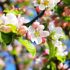 Pink Lady Apple Tree 10 Pink Lady Apple Tree -Brighter Blooms Sales Pink Lady Apple 5