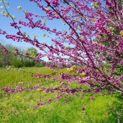 Pink Pom Poms' Redbud Tree -Brighter Blooms Sales Pink Pom Pom Redbud 3 BB
