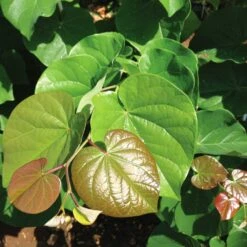 Pink Pom Poms' Redbud Tree -Brighter Blooms Sales Pink Pom Pom Redbud 4