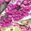 Pink Pom Poms' Redbud Tree -Brighter Blooms Sales Pink Pom Pom Redbud BB 600x600 b25ec060 21a5 4b96 8be5 9af1523fd0b4