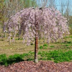 Pink Snow Showers™ Weeping Cherry Tree -Brighter Blooms Sales Pink Snow Showers Flowering Chery 1