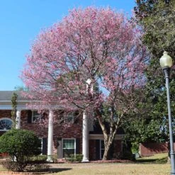 Pink Trumpet Tree -Brighter Blooms Sales Pink Trumpet Tree 7