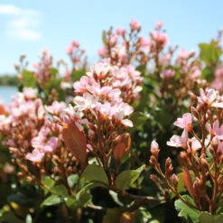 Pinkie Indian Hawthorn Shrub 11 Pinkie Indian Hawthorn Shrub -Brighter Blooms Sales Pink indian Hawthorn 2