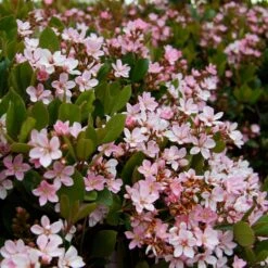 Pinkie Indian Hawthorn Shrub 9 Pinkie Indian Hawthorn Shrub -Brighter Blooms Sales Pink indian Hawthorn 4 BB