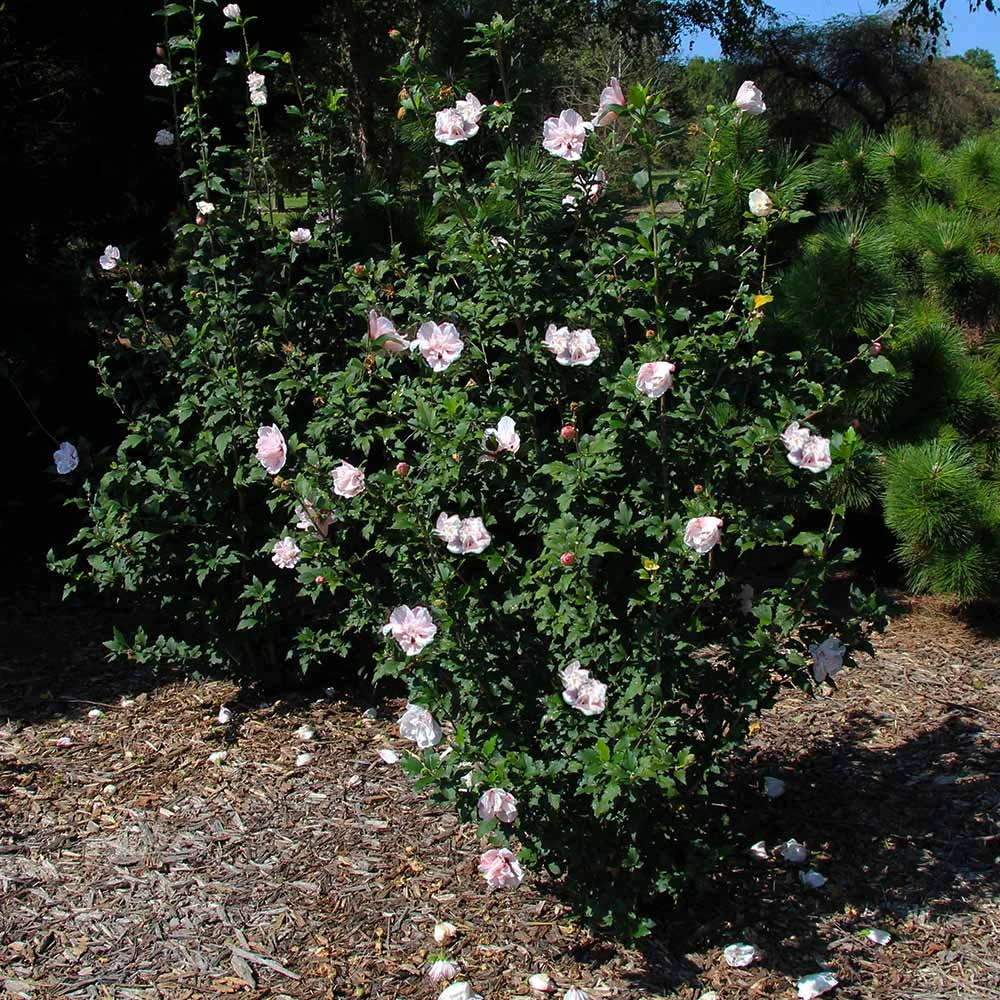 Pink Rose Of Sharon Althea Shrub 5 Pink Rose Of Sharon Althea Shrub - Image 3