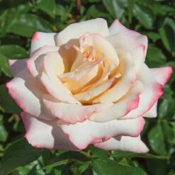 Pinkerbelle™ Rose 12 Pinkerbelle™ Rose -Brighter Blooms Sales Pinkerbelle Rose 1 FGT