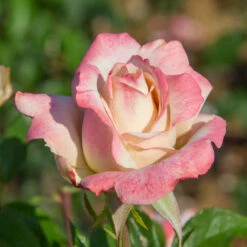 Pinkerbelle™ Rose 11 Pinkerbelle™ Rose -Brighter Blooms Sales Pinkerbelle Rose 2 FGT