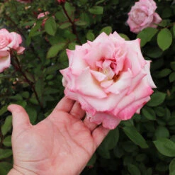 Pinkerbelle™ Rose 10 Pinkerbelle™ Rose -Brighter Blooms Sales Pinkerbelle Rose 3 BB