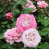 Pinkerbelle™ Rose -Brighter Blooms Sales Pinkerbelle Rose BB 600x600 a45a19de d424 45f1 8704 7f41ceea113c