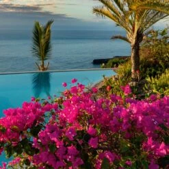 Pink Pixie Bougainvillea 7 Pink Pixie Bougainvillea -Brighter Blooms Sales Pixie Pink BOugainvillea BB 4