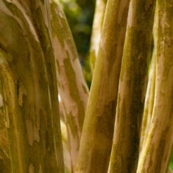 Pink Velour Crape Myrtle Tree -Brighter Blooms Sales Pnk Velour Crape Myrtle