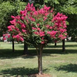 Pink Velour Crape Myrtle Tree -Brighter Blooms Sales Pnk Velour Crape Myrtle 1 BB