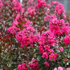 Pink Velour Crape Myrtle Tree -Brighter Blooms Sales Pnk Velour Crape Myrtle 7 BB