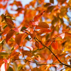 Pink Velour Crape Myrtle Tree -Brighter Blooms Sales Pnk Velour Crape Myrtle 8