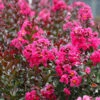 Pink Velour Crape Myrtle Tree 1 Pink Velour Crape Myrtle Tree -Brighter Blooms Sales Pnk Velour Crape Myrtle BB 600x600 d3367a2e fdb0 4b44 810c 3f52a0ff5dcc