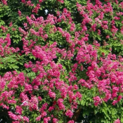 Pocomoke Crape Myrtle -Brighter Blooms Sales Pockomoke Crape Myrtle 800 Mainimage BB