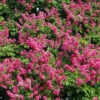 Pocomoke Crape Myrtle -Brighter Blooms Sales Pocomoke Crape Myrtle 250 thumbnail BB