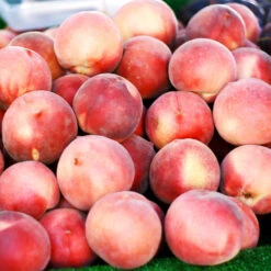 Polly Peach Tree -Brighter Blooms Sales Polly Peach 3