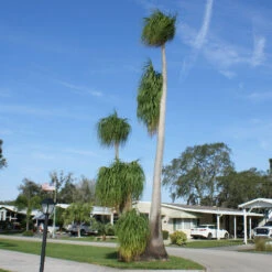 Ponytail Palm Tree 12 Ponytail Palm Tree -Brighter Blooms Sales Ponytail Palm 4 BB