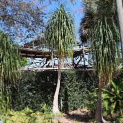 Ponytail Palm Tree 11 Ponytail Palm Tree -Brighter Blooms Sales Ponytail Palm 6