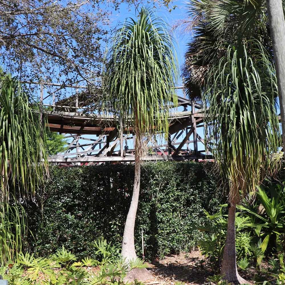 Ponytail Palm Tree 6 Ponytail Palm Tree - Image 4