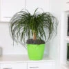 Ponytail Palm Tree 2 Ponytail Palm Tree -Brighter Blooms Sales Ponytail Palm BB 600x600 55f3f470 aa43 4241 b9ea 9b94bae040fc
