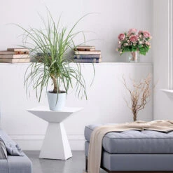 Ponytail Palm Tree 10 Ponytail Palm Tree -Brighter Blooms Sales Ponytail Palm BB 600x600 68427662 d37a 45d3 8e21 8f0bfb090aa4