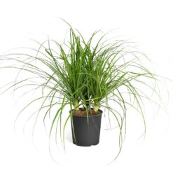 Ponytail Palm Tree 13 Ponytail Palm Tree -Brighter Blooms Sales Ponytail Palm standard pot
