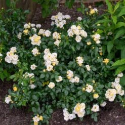 Popcorn Drift® Rose 7 Popcorn Drift® Rose -Brighter Blooms Sales Popcorn Drift Rose 3