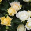 Popcorn Drift® Rose 1 Popcorn Drift® Rose -Brighter Blooms Sales Popcorn Drift Rose 600x600 ecec565b e9de 449a 9f9c 6e12583aa3b8