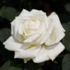 Pope John Paul II Rose Shrub