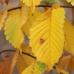 Prairie Expedition® Elm Tree -Brighter Blooms Sales Prairie Expedition Elm 3