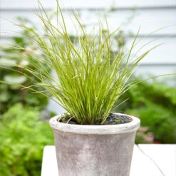 Prairie Fire Sedge 9 Prairie Fire Sedge -Brighter Blooms Sales Prarie Fire Sedge 3