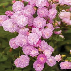 Pretty Polly® Lavender Rose -Brighter Blooms Sales Pretty Polly Lavender 1 BB