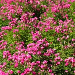 Pretty Polly® Pink Rose -Brighter Blooms Sales Pretty Polly Pink 2 BB