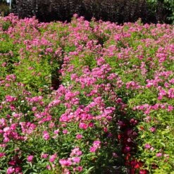 Pretty Polly® Pink Rose -Brighter Blooms Sales Pretty Polly Pink 4 BB