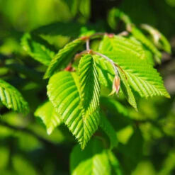 Princeton American Elm Tree -Brighter Blooms Sales Princeon American Elm 5 BB