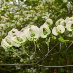 Mexican Flowering Dogwood Tree -Brighter Blooms Sales Pringle Mexican Dogwood 2
