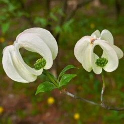 Mexican Flowering Dogwood Tree -Brighter Blooms Sales Pringle Mexican Dogwood 3