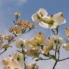 Mexican Flowering Dogwood Tree -Brighter Blooms Sales Pringle Mexican Dogwood BB 600x600 177393f4 e7ed 4b73 8d24 b3bb4634037b