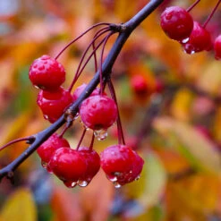 Profusion Crabapple Tree 10 Profusion Crabapple Tree -Brighter Blooms Sales Profussion Crabapple 6