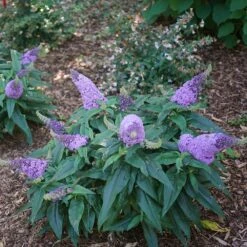 Pugster® Amethyst Butterfly Bush -Brighter Blooms Sales Pugster Amethyst Butterfly Bush 1