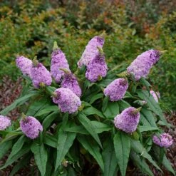Pugster® Amethyst Butterfly Bush -Brighter Blooms Sales Pugster Amethyst Butterfly Bush 2