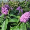 Pugster® Amethyst Butterfly Bush -Brighter Blooms Sales Pugster Amethyst Butterfly Bush BB 600x600 68626c9c a3f8 4605 9965 cfd3cd6621ff