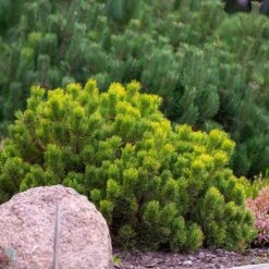 Dwarf Mugo Pine -Brighter Blooms Sales Pumilio Mugo Pine 4 BB